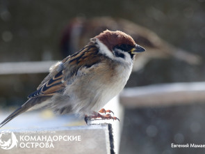Камчатцев призывают к участию в переписи воробьев