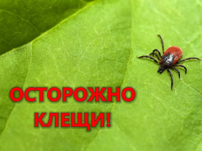 Клещи атакуют Камчатку