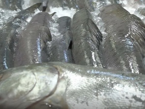 «Рыба Камчатская»: обновление в проекте