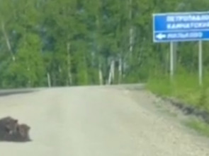 Камчатский автолюбитель встретил &laquo;Машу&raquo;-медведицу с тремя медвежатами- &laquo;лапотульками&raquo; на мильковской трассе 0