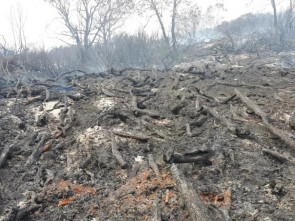 На Камчатке действует режим повышенной пожарной опасности