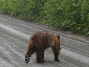 Медведь замечен в ПКГО в районе посёлка Нагорный