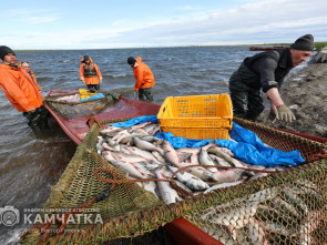 Родовая община КМНС Камчатки подала многомиллионный иск на Корфский рыбокомбинат — арбитражный суд