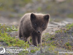 Уникальные песцы Медного острова благополучно пережили зиму