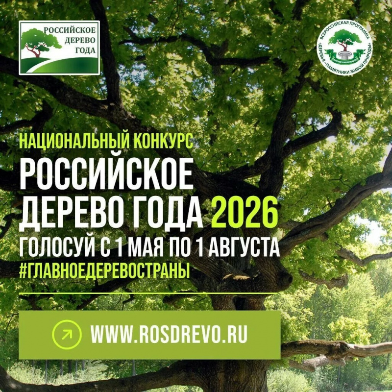 150-летний тополь представляет Камчатку в конкурсе «Российское дерево года»