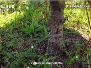 В елизовском парке на Аваче рабочие погубили триммером молодые деревья