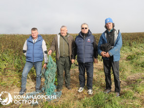 На Командорах гости помогли спасти трёх щенков морского котика из сетей 0