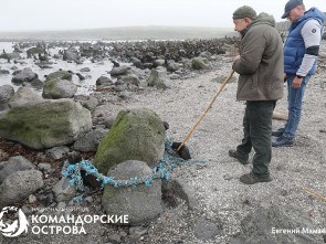 На Командорах гости помогли спасти трёх щенков морского котика из сетей 2
