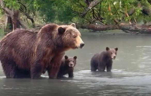 Медведицы с медвежатами вышли на рыбалку на Курильское озеро