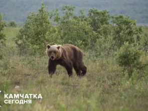 Камчатский парламент установил штрафы за нарушение правил наблюдения за дикими животными