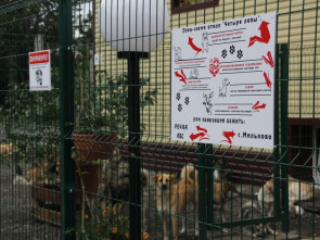 В Мильковском приюте &laquo;Четыре Лапы&raquo; появились новые вольеры и зона выгула 7
