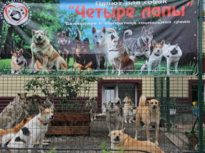 В Мильковском приюте &laquo;Четыре Лапы&raquo; появились новые вольеры и зона выгула 9