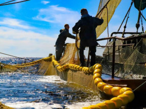 Усть-Камчатские рыбаки за неделю добыли 475 тонн лосося