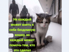 Питомцам «Оберега» нужна поддержка: приют для кошек на Камчатке борется за выживание