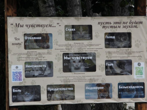 В Мильковском приюте &laquo;Четыре Лапы&raquo; появились новые вольеры и зона выгула 3