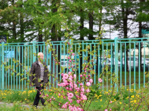 В центре Коряк высадили сакуры &mdash; здесь будет новый парк с качелями и скамейками 4