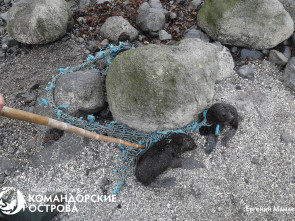 На Командорах гости помогли спасти трёх щенков морского котика из сетей 1