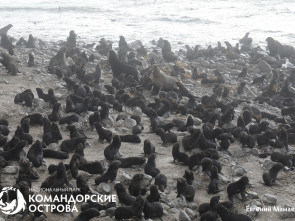 На Командорах гости помогли спасти трёх щенков морского котика из сетей 5