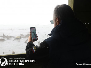 На Командорах гости помогли спасти трёх щенков морского котика из сетей 4