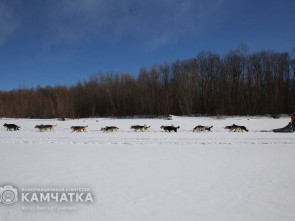 Камчатка и Чукотка проведут совместную гонку на собачьих упряжках в 2025 году