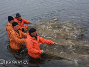 Рыбопромышленники Камчатки освоили 67 процентов объёма возможного вылова