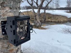 Олени на Камчатке опаздывают на летние пастбища: их встретят фотоловушки 5