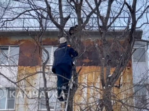 На Камчатке кот отказался от спасения