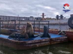 Морской лев в Усть-Камчатске пришел к рыбакам проверить улов
