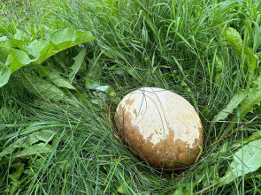 На Камчатке сделана уникальная находка - гигантский гриб семейства Шампиньоновых 2