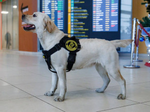 Камчатский аэропорт пополнил штат хвостатых сотрудников 0