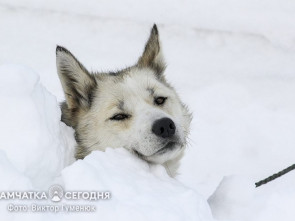 День ездовых собак: Верные друзья и символ Камчатского края (фоторепортаж)