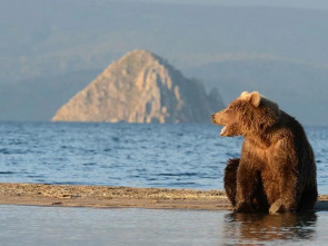 На Камчатке массово проснулись медведи