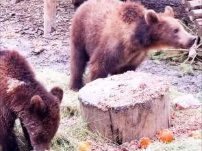 Спасенные медвежата с Камчатки скоро справят новоселье
