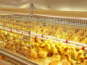 Птицефабрика 