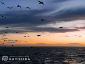 Пассажир катера пропал в Авачинском заливе во время экскурсионной прогулки